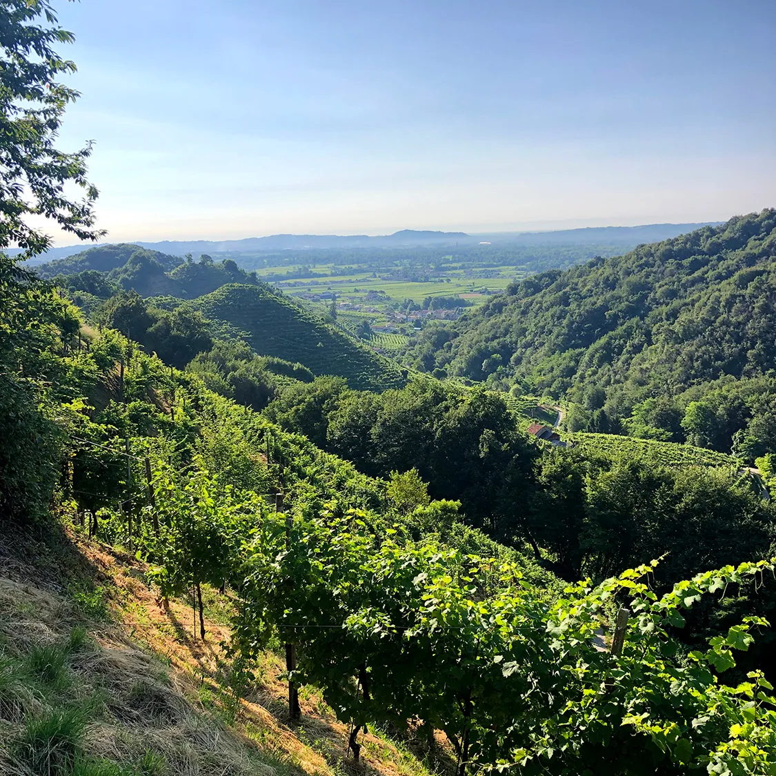 Valdoc Sartori - immagine filari