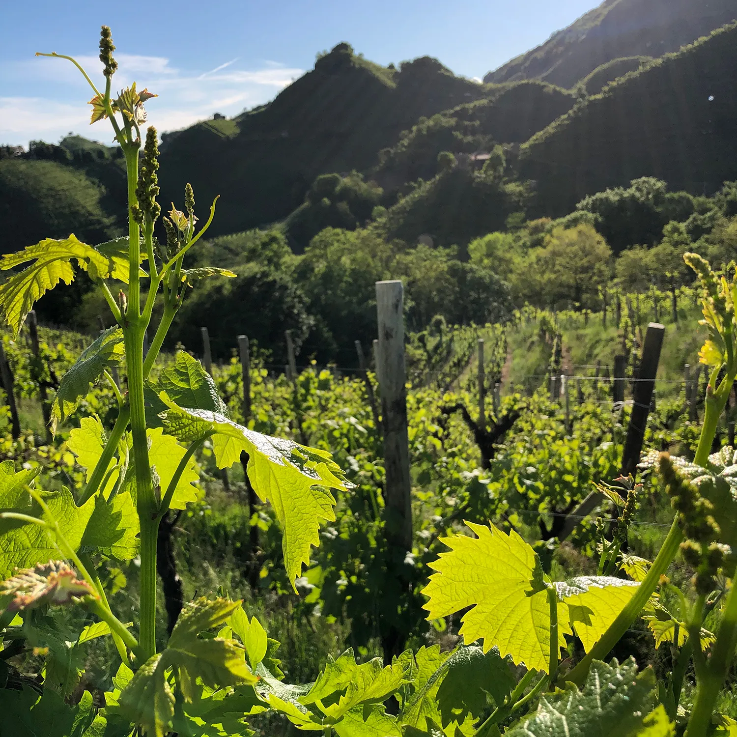 Valdoc Sartori - immagine panorama