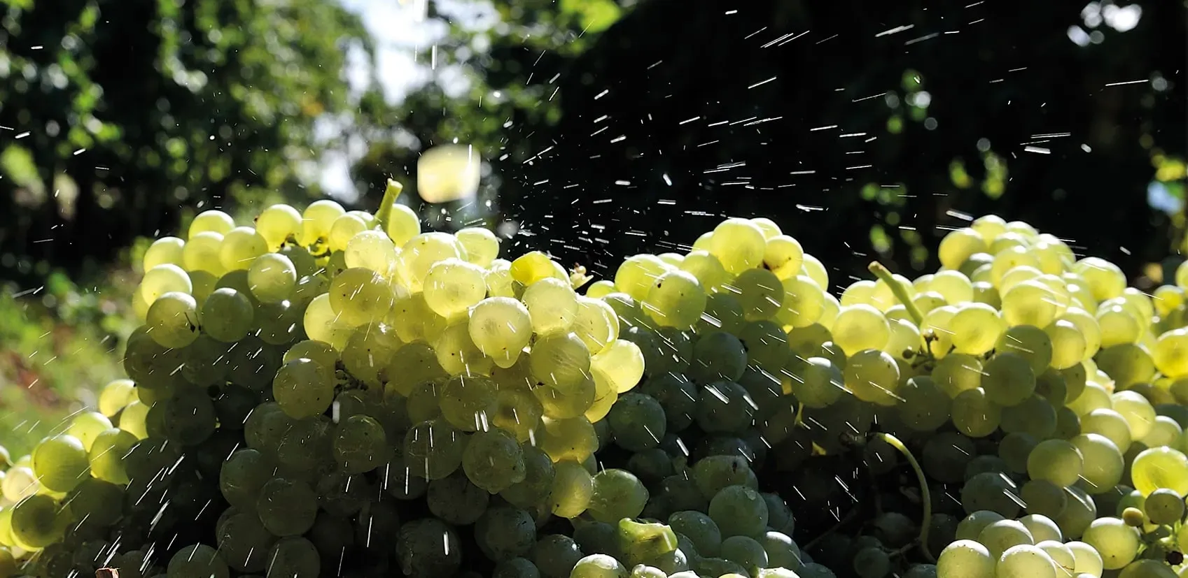 Valdoc Sartori - Background vino singolo
